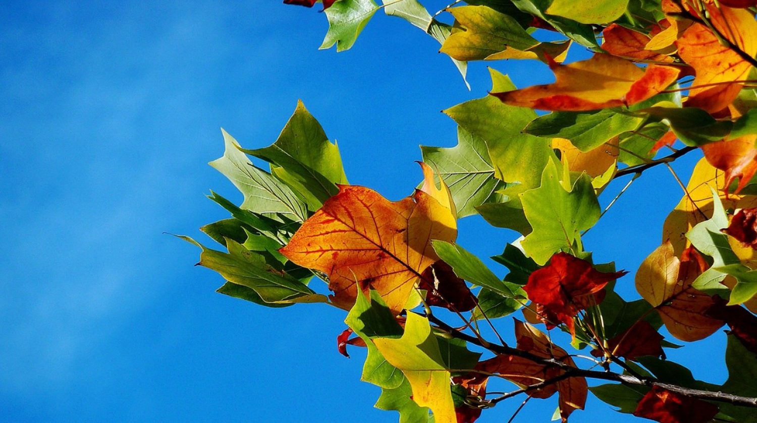 autumn leaves (moritz320 for pixabay)