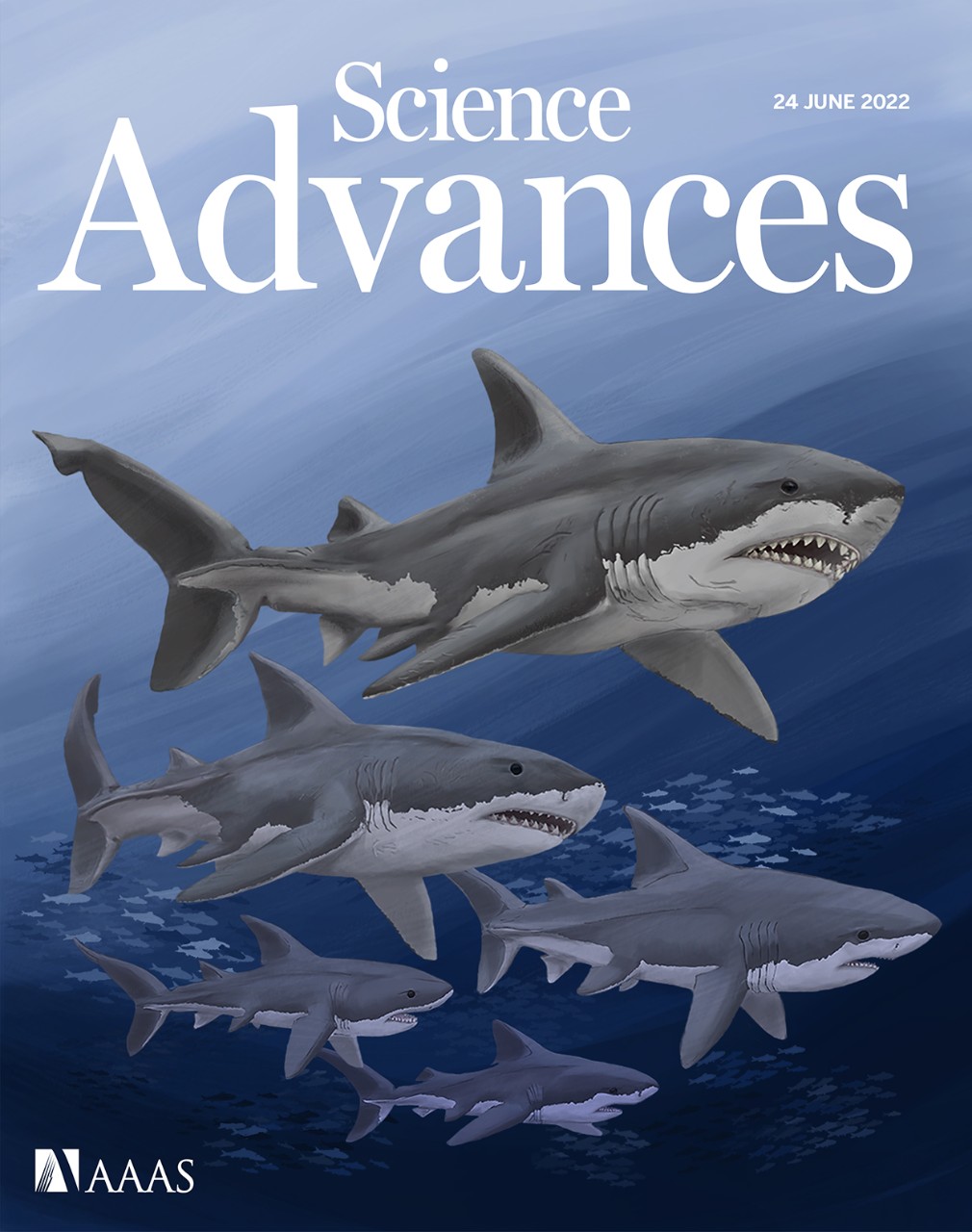 Sciences Advances cover illustration of megasharks 