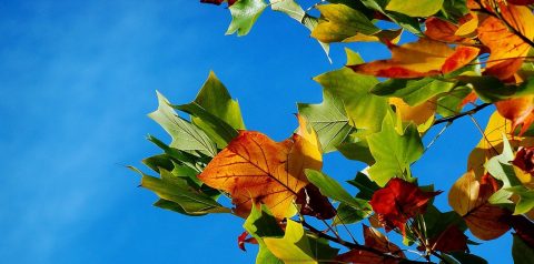 autumn leaves (moritz320 for pixabay)