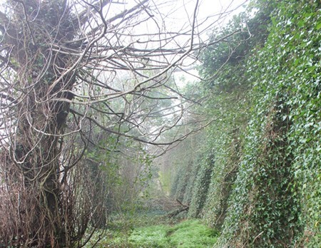 ivy-wall ivy wall