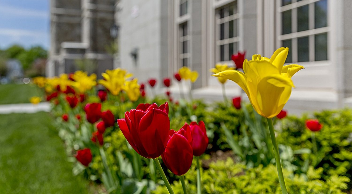 Tulips at Boston College