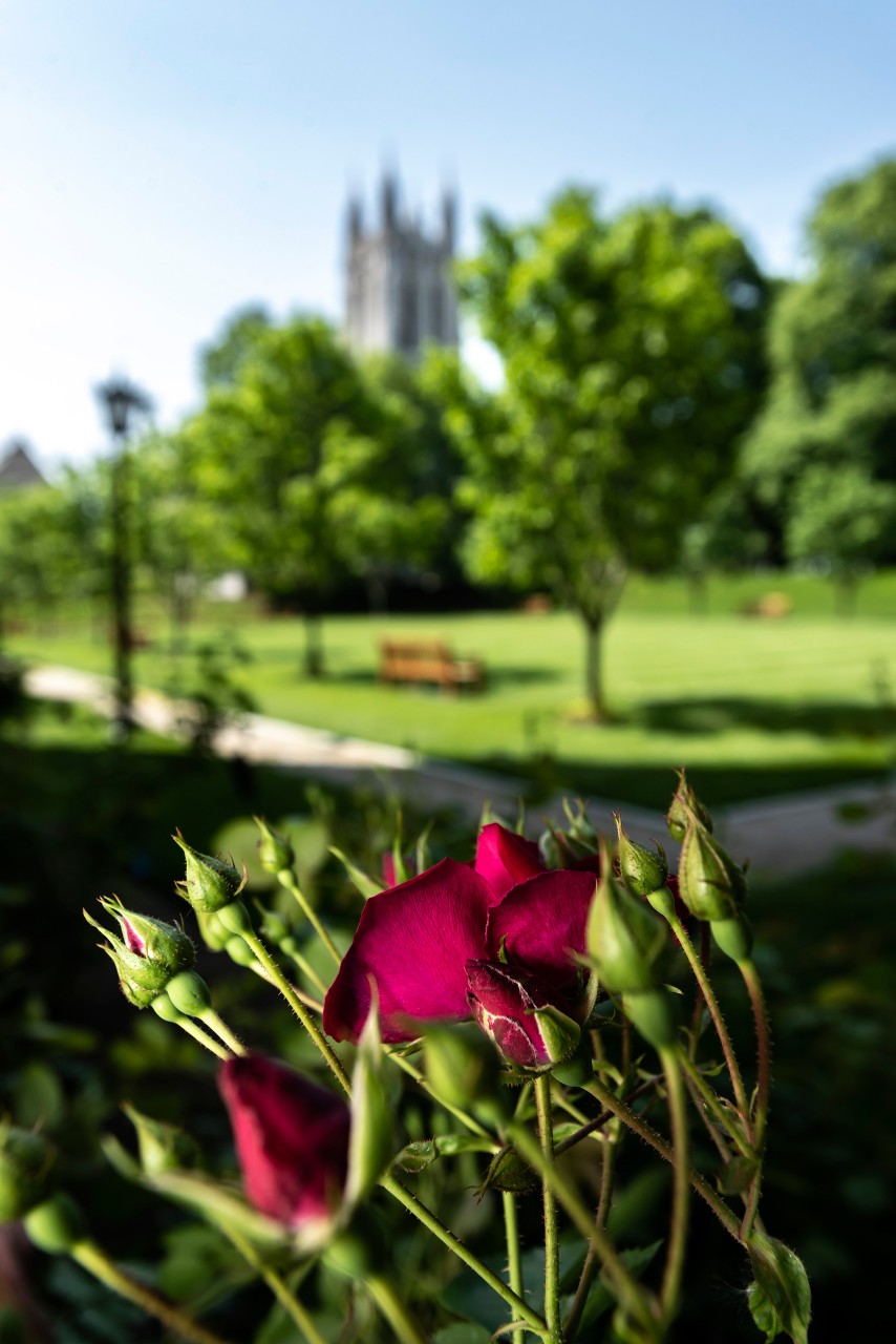 Roses in St. Mary's garden