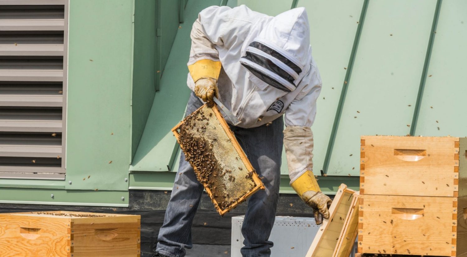 A beekeeper checks the hive atop Fulton Hall