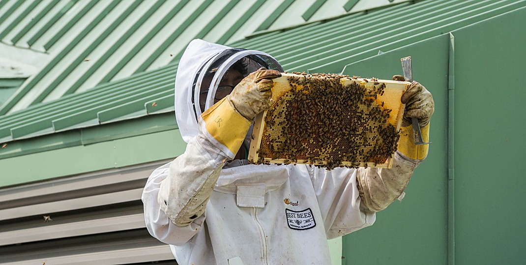 A beekeeper checks the hive atop Fulton Hall.