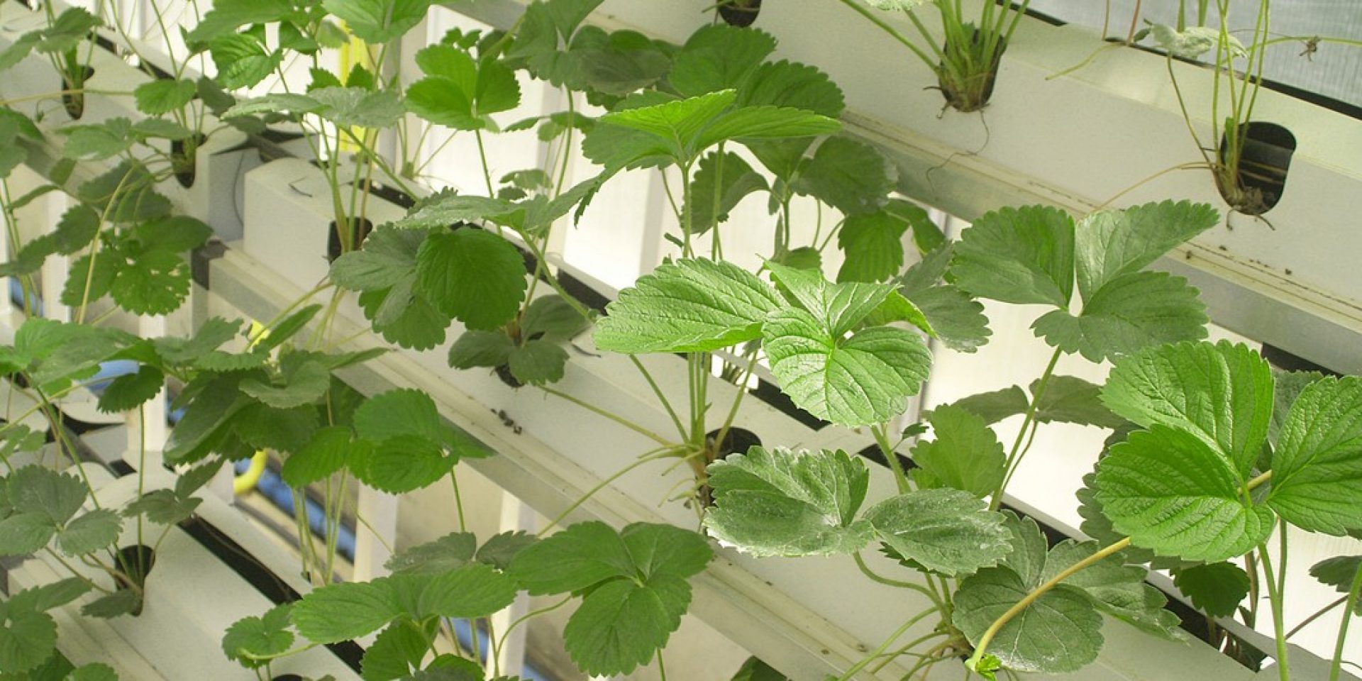 Hydroponic garden