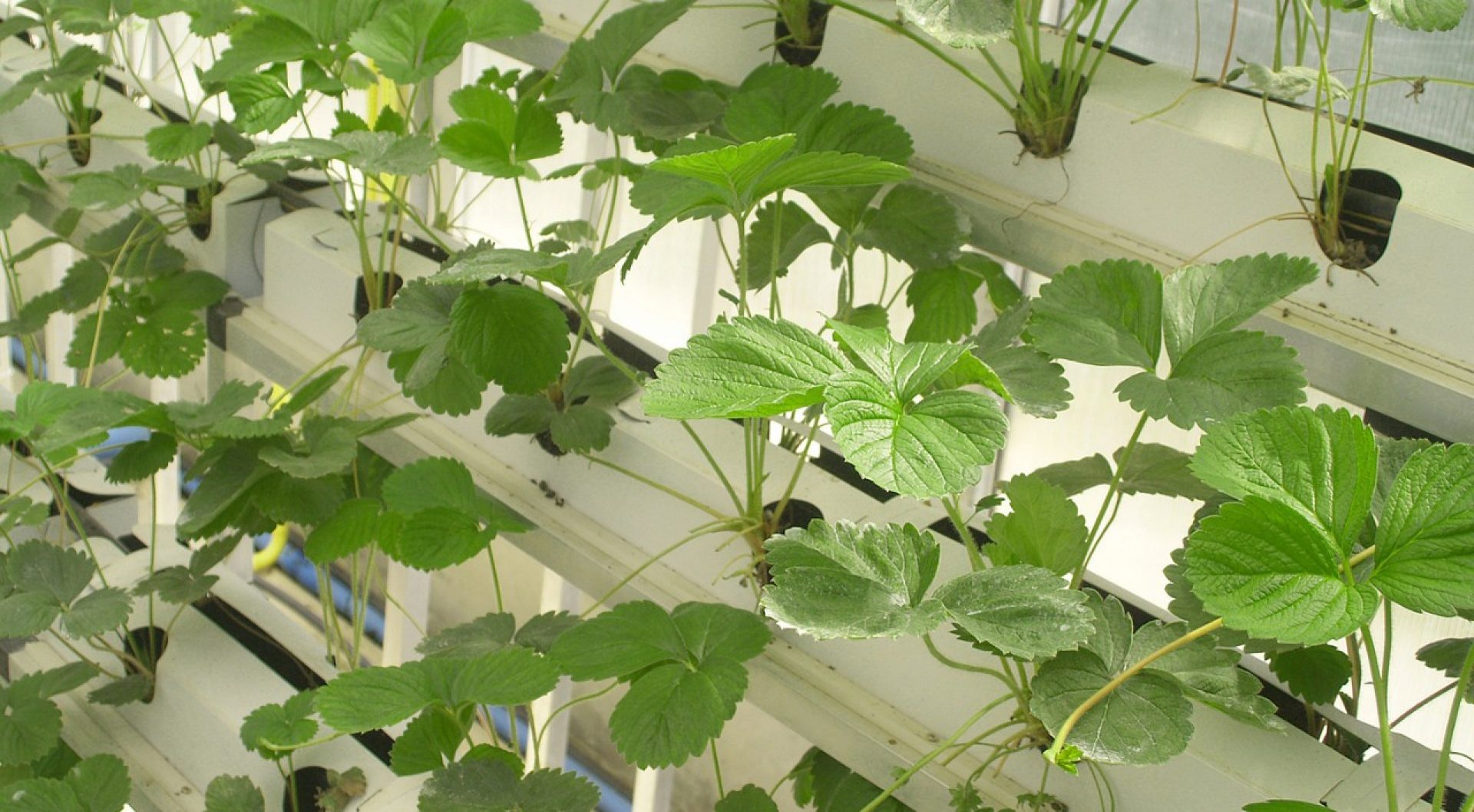 Hydroponic seedlings