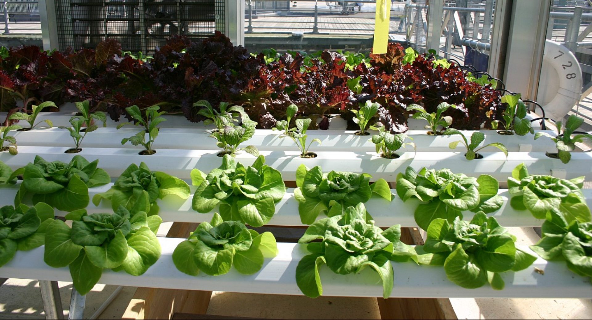 Hydroponics greenhouse (Ryan Somma | CC BY-SA 2.0)