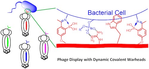 Gao 2018 JACS Phage Display A graphic showing bacteria cells