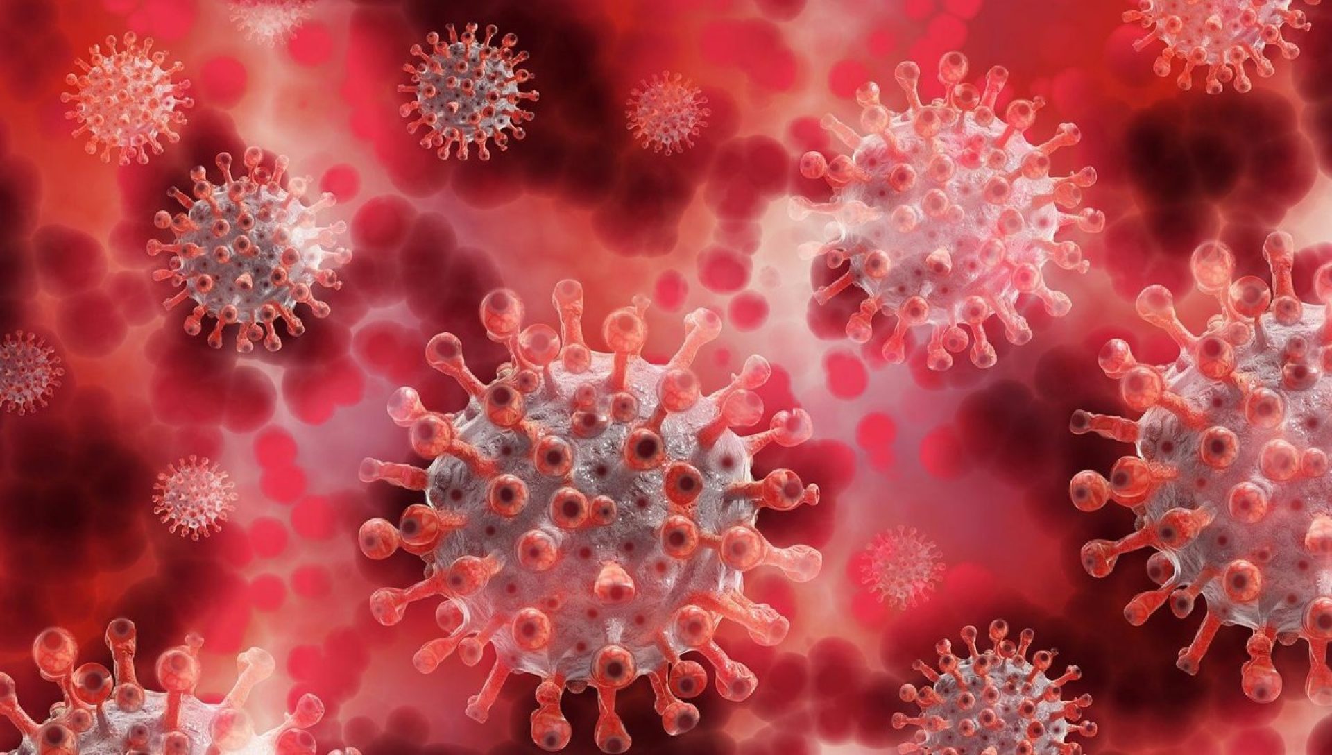 A close-up of the coronavirus