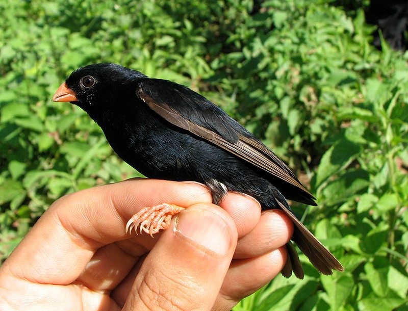 A small black bird perched on a hand