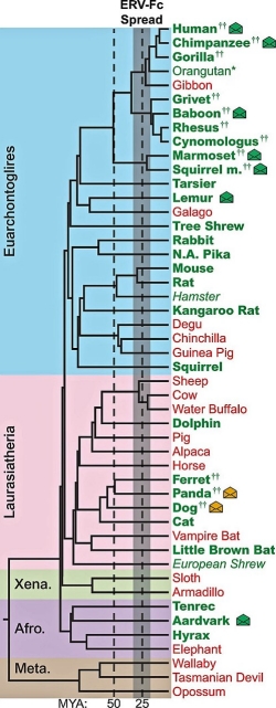 Chart: ERV-Fc: A Family Tree of a Retrovirus Group