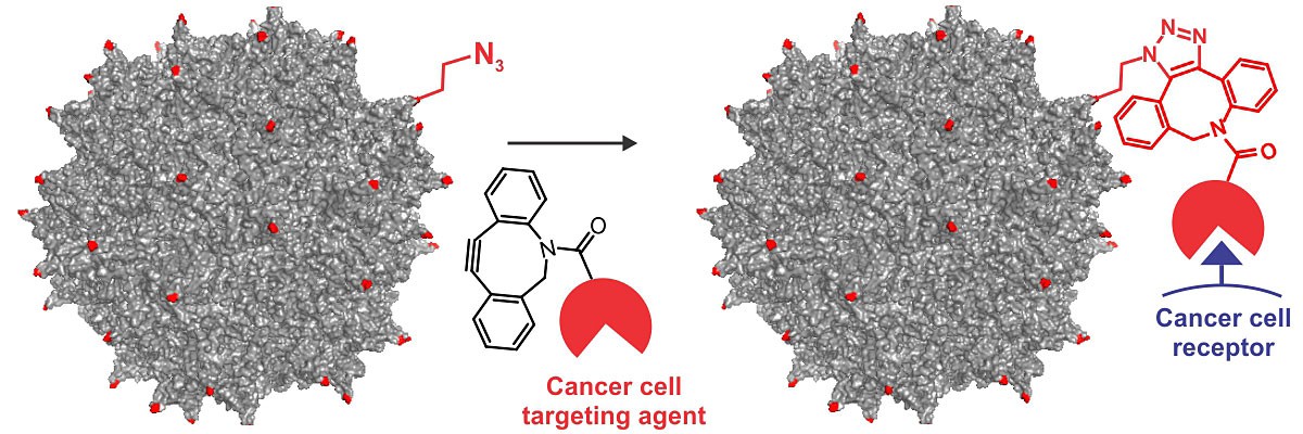 Researchers incorporated engineered amino acids into the colored sites shown on an adeno-associated virus to build a cancer-cell targeting gene therapy.