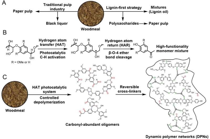 Schematic illustration of different strategies to process lignocellulose. (a) Two industrial routes of processing woodmeal, namely, the pulp industry or the lignin oil industry. (b) Mechanisms of hydrogen-atom transfer to break the β-O-4 motif, which is abundant in native lignin. (c) Overview of our strategy to first depolymerize native lignin and then repolymerize the resulting oligomers using dynamic covalent cross-linkers. Credit: ACS Central Science (2022). DOI: 10.1021/acscentsci.2c01257