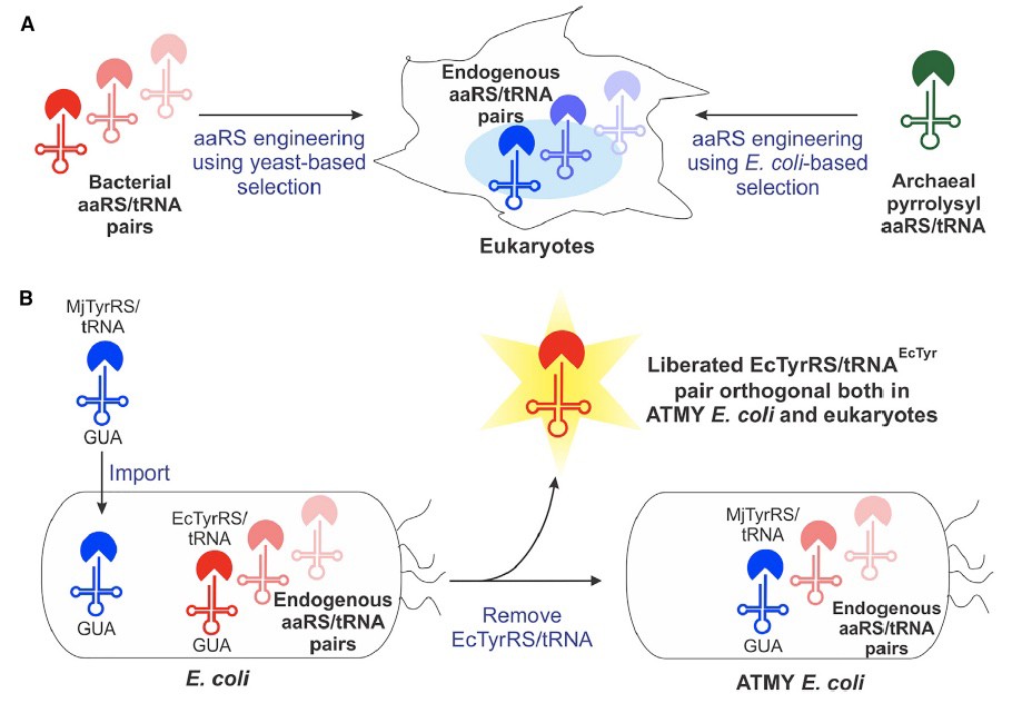 Engineered strain of E. coli