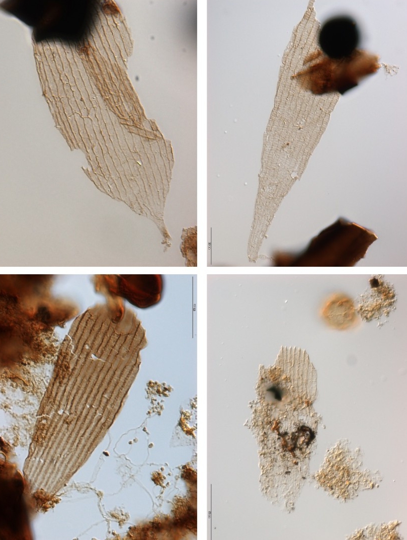 Examples of fossilized Lepidoptera scales Examples of the oldest wing and body scales of primitive moths from the Schandelah-1 core photographed with transmitted light (magnification 630x). The scales are part of palynological preparations and occur together with fossil pollen grains and other organic plant remains. Size of the images (h) approx. 85 micrometer (w) approx. 65 micrometer. Photos by Bas van de Schootbrugge, Ultrecht University, Netherlands.