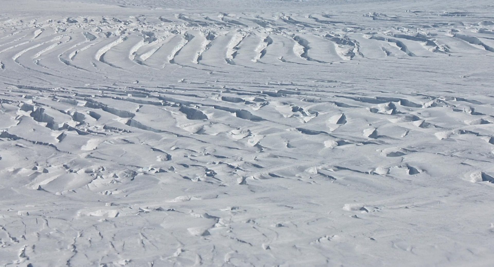 Antarctic penguins