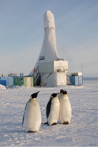 Penguins at the study site