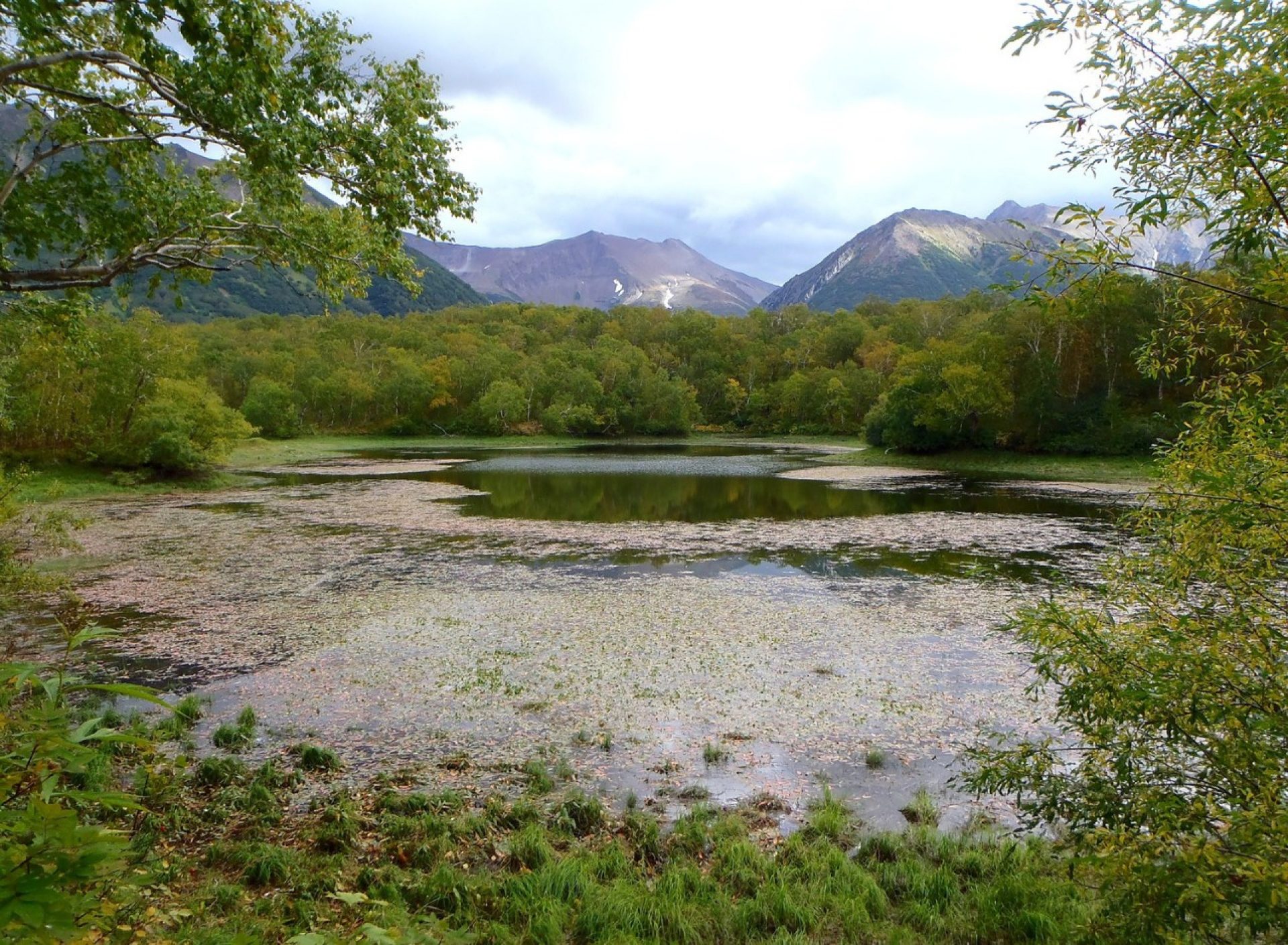 Algae growing on lake