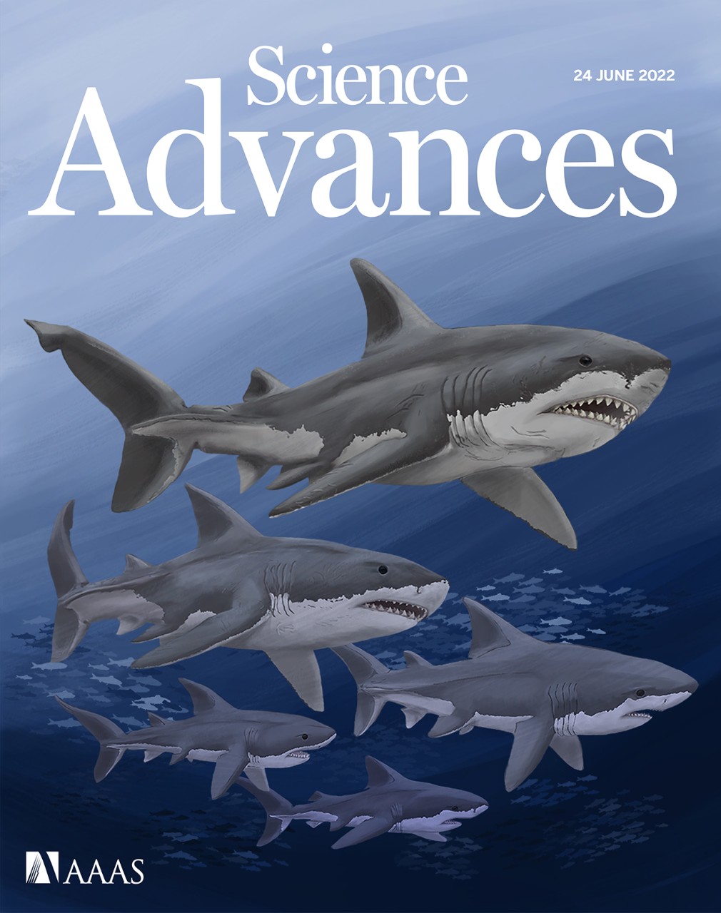 Sciences Advances cover illustration of megasharks
