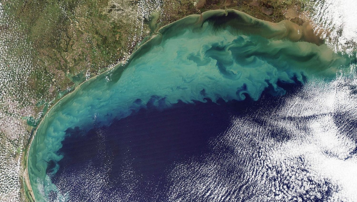 A satellite image of a dead zone in the Northern Gulf of Mexico