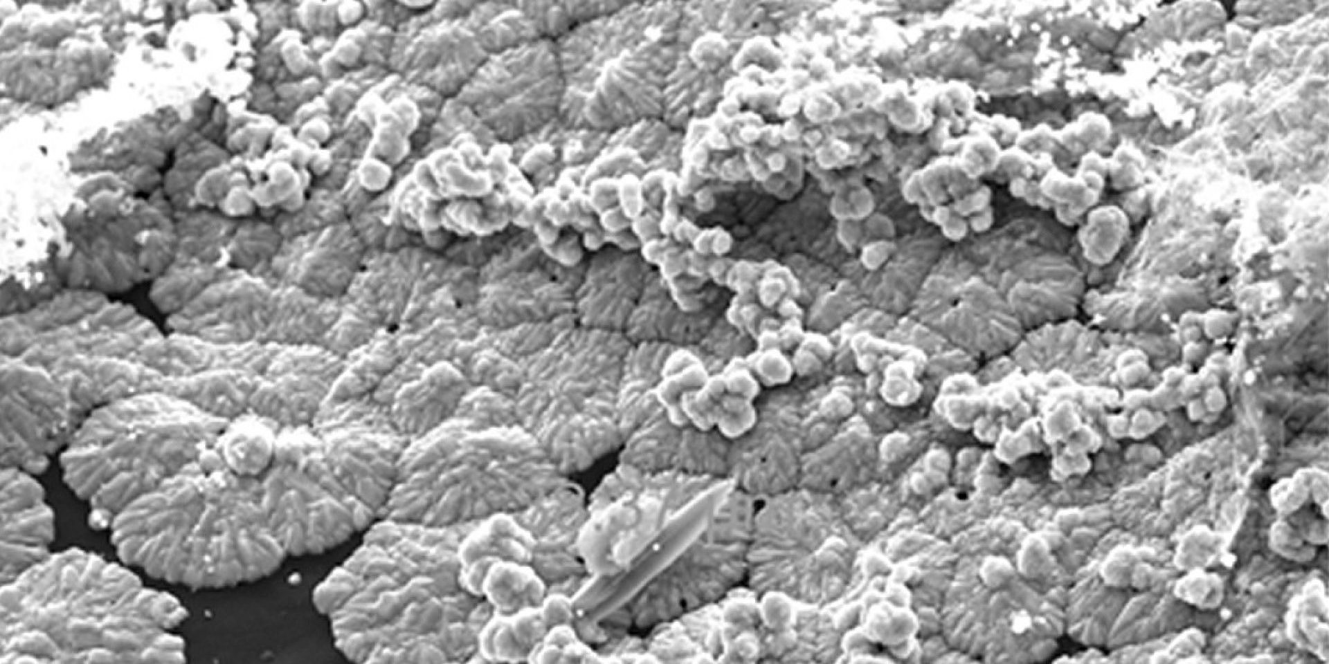 boron arsenide crystals