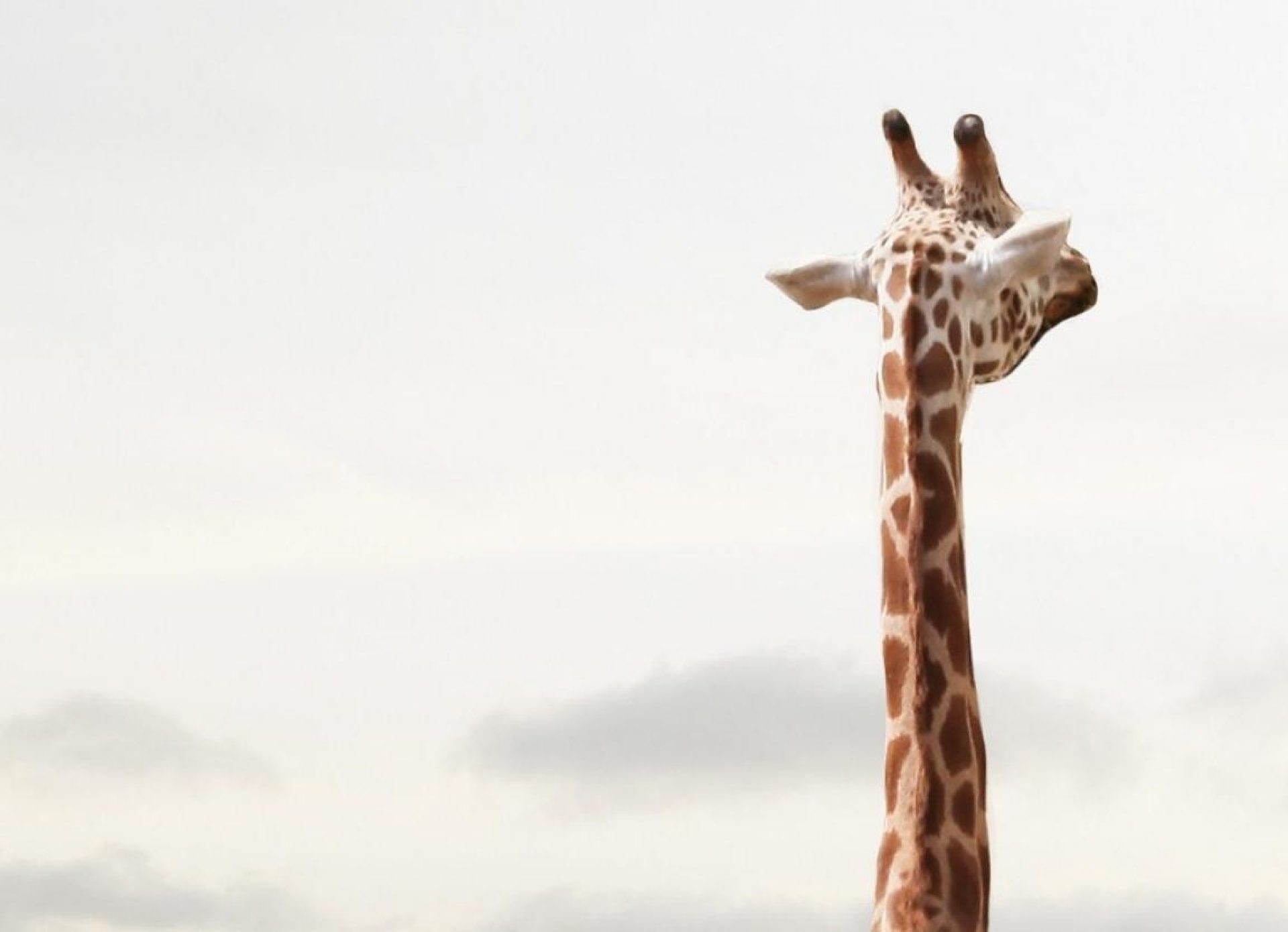 Giraffe 