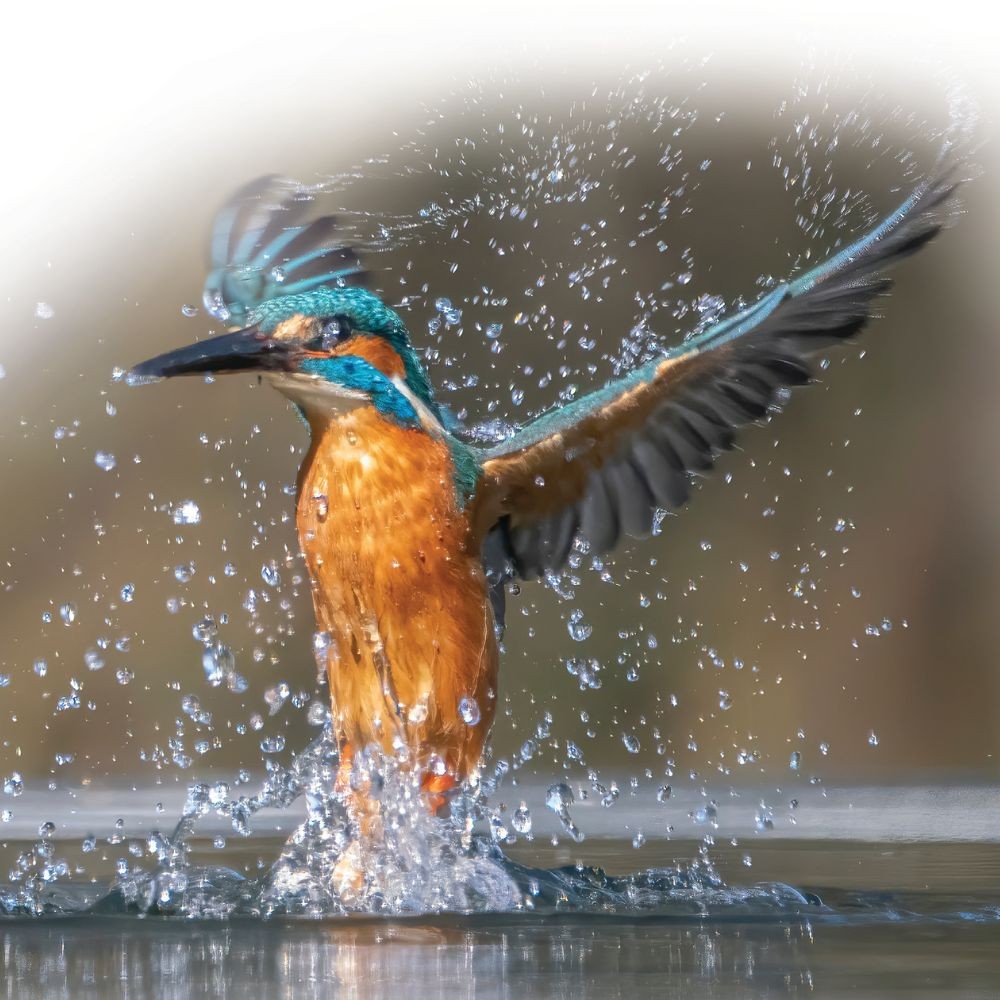 A hummingbird splashing the top of water