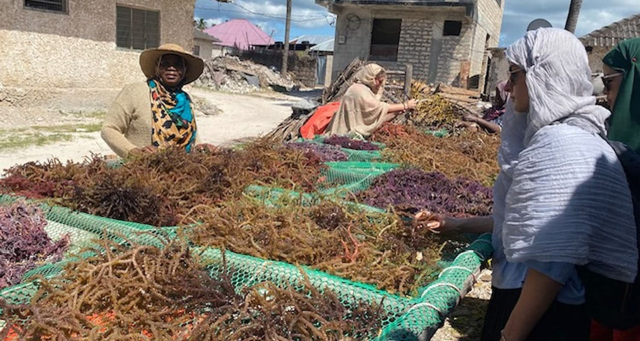 Dr. Mary Khatib and the women from the Furahia Seawood Cooperative teaching WF&WCWF&WC students how to dry the seaweed that was harvested from their nearby seaweed farm before it can be processed and sold.