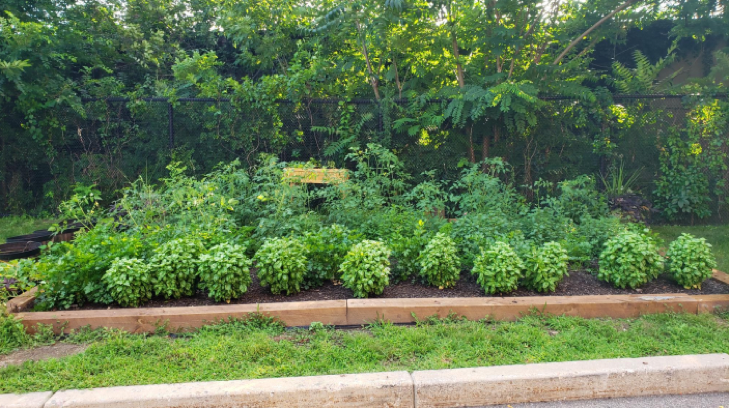 THE BOSTON COLLEGE FOOD PROJECT: BUILD AN URBAN GARDEN AND PLANT A SEED OF ENVIRONMENTAL AWARENESS 