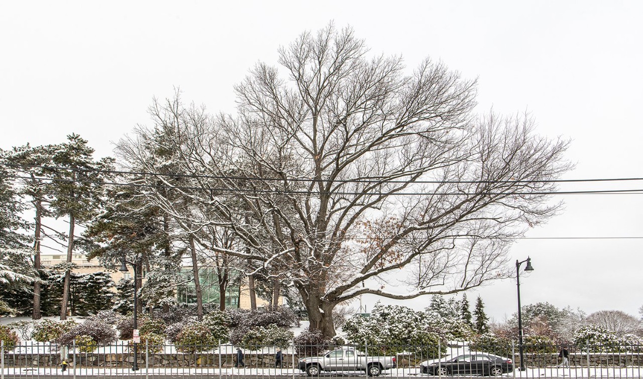 Photo of Oak Tree on Brighton Campus