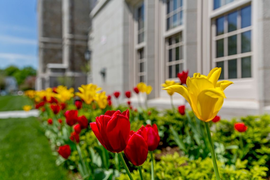 Spring Tulips