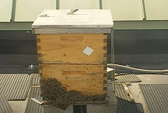 Image of the beehive located on the roof of Fulton Hall