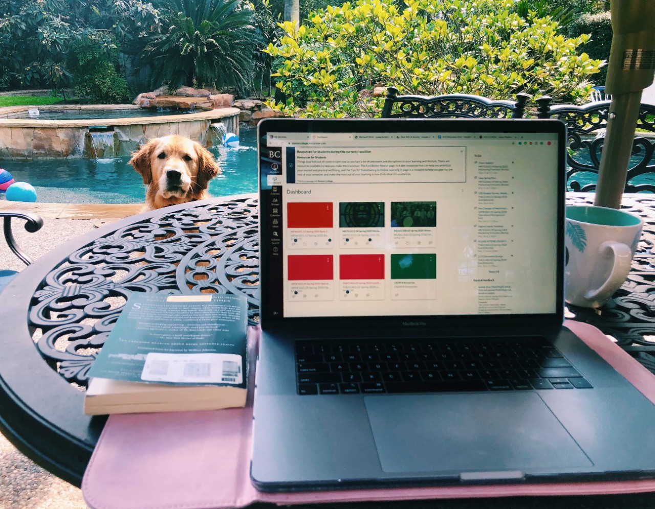 the canvas website is open on a laptop that sits on a table in front of a pool. A golden retriever sits in the background.