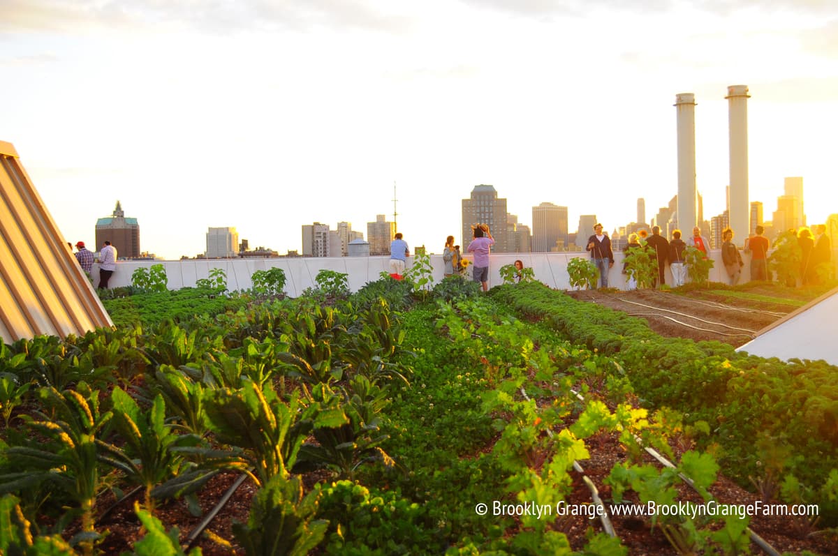 crops on the rooftop farm