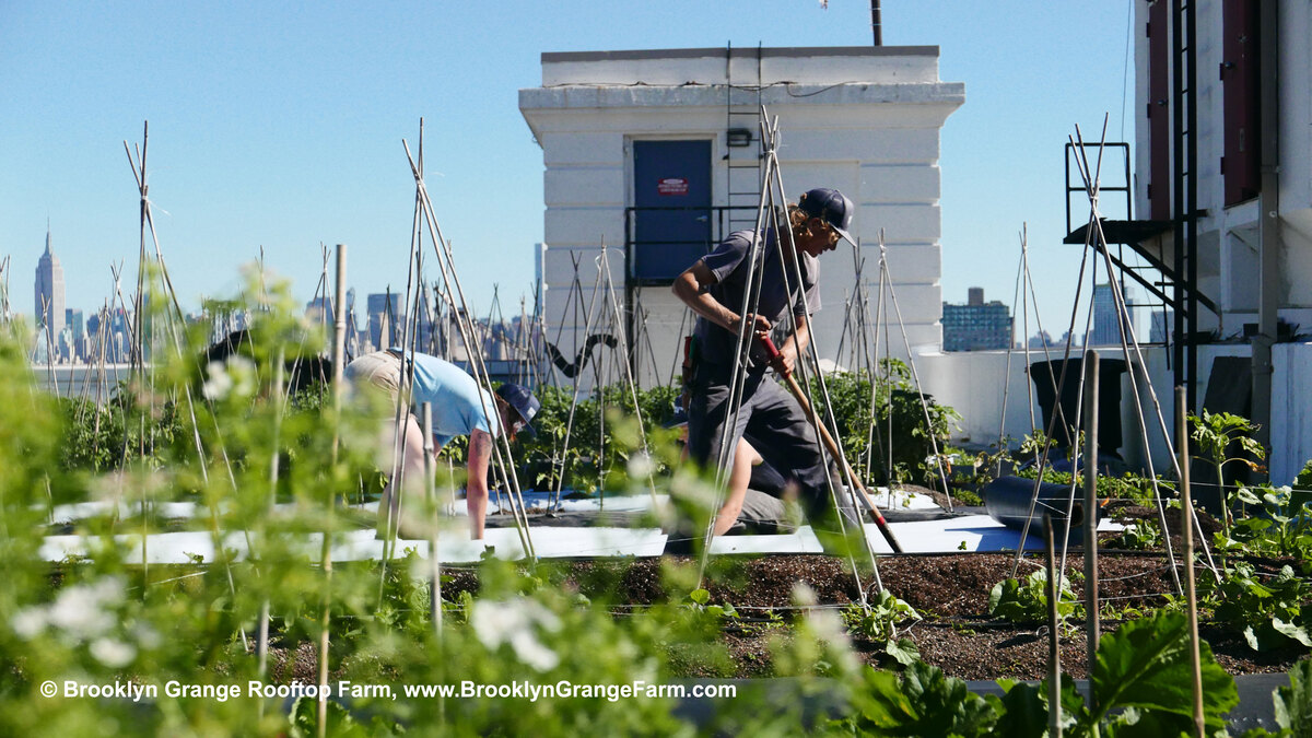 Farm on the Roof