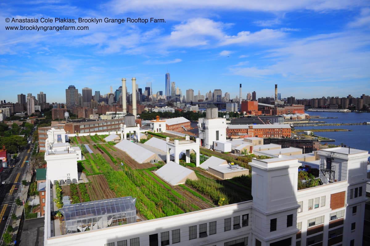 Sunset Park farm on the roof