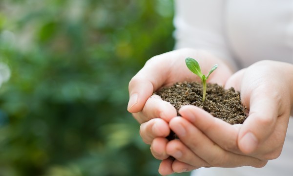 Hands holding a seedling