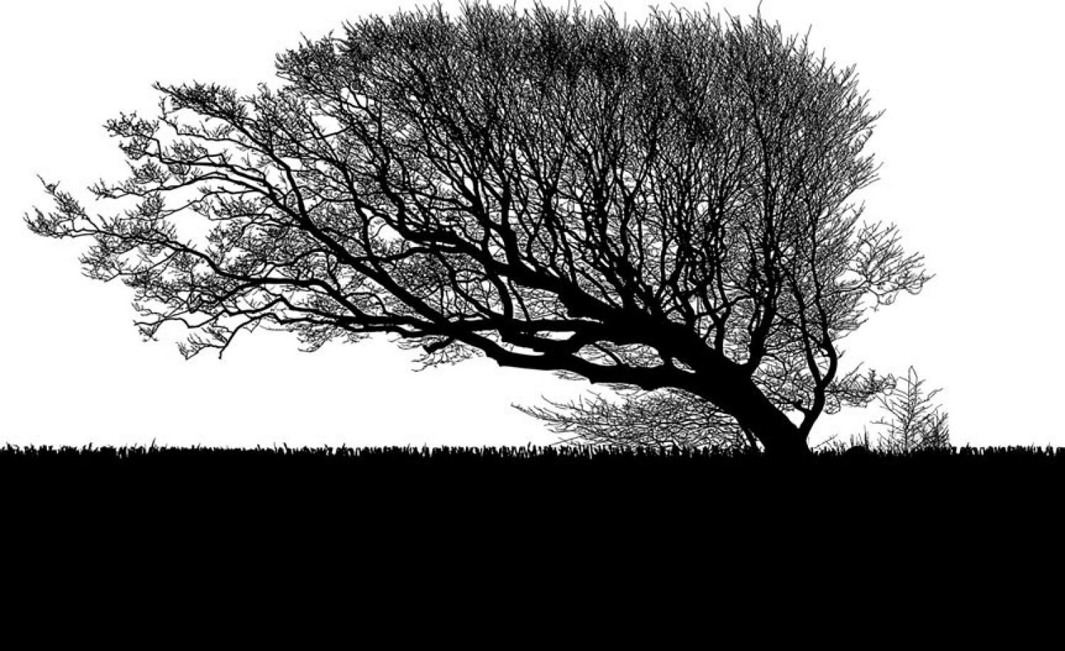Black and white image of a tree with bare branches