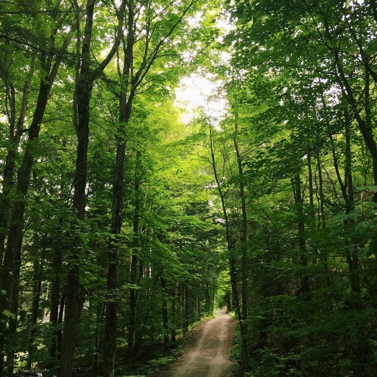 Claire Wortsman '20 captures a beautiful sunny day during a walk in Muskoka, Ontario.