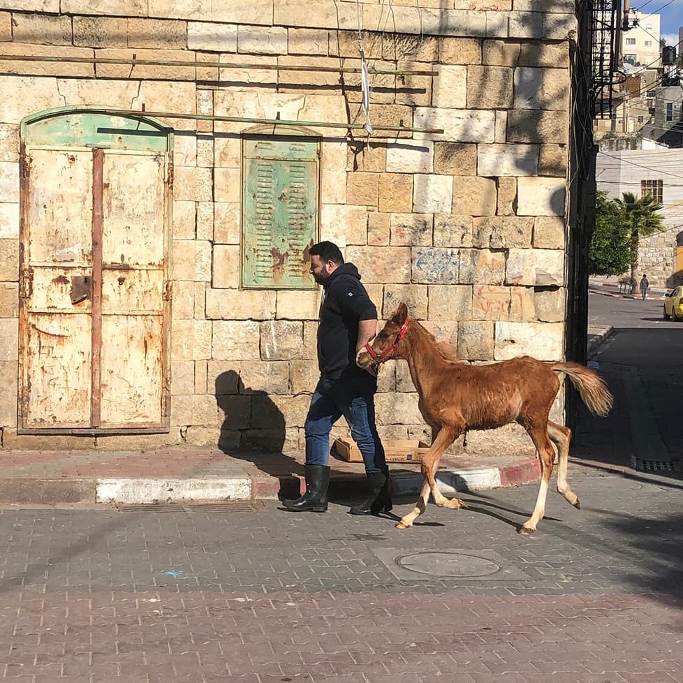 A man walks a foal through the cobblestone streets of Hebron, Palestine, in this January 2019 photo from Prof. Erik Owens