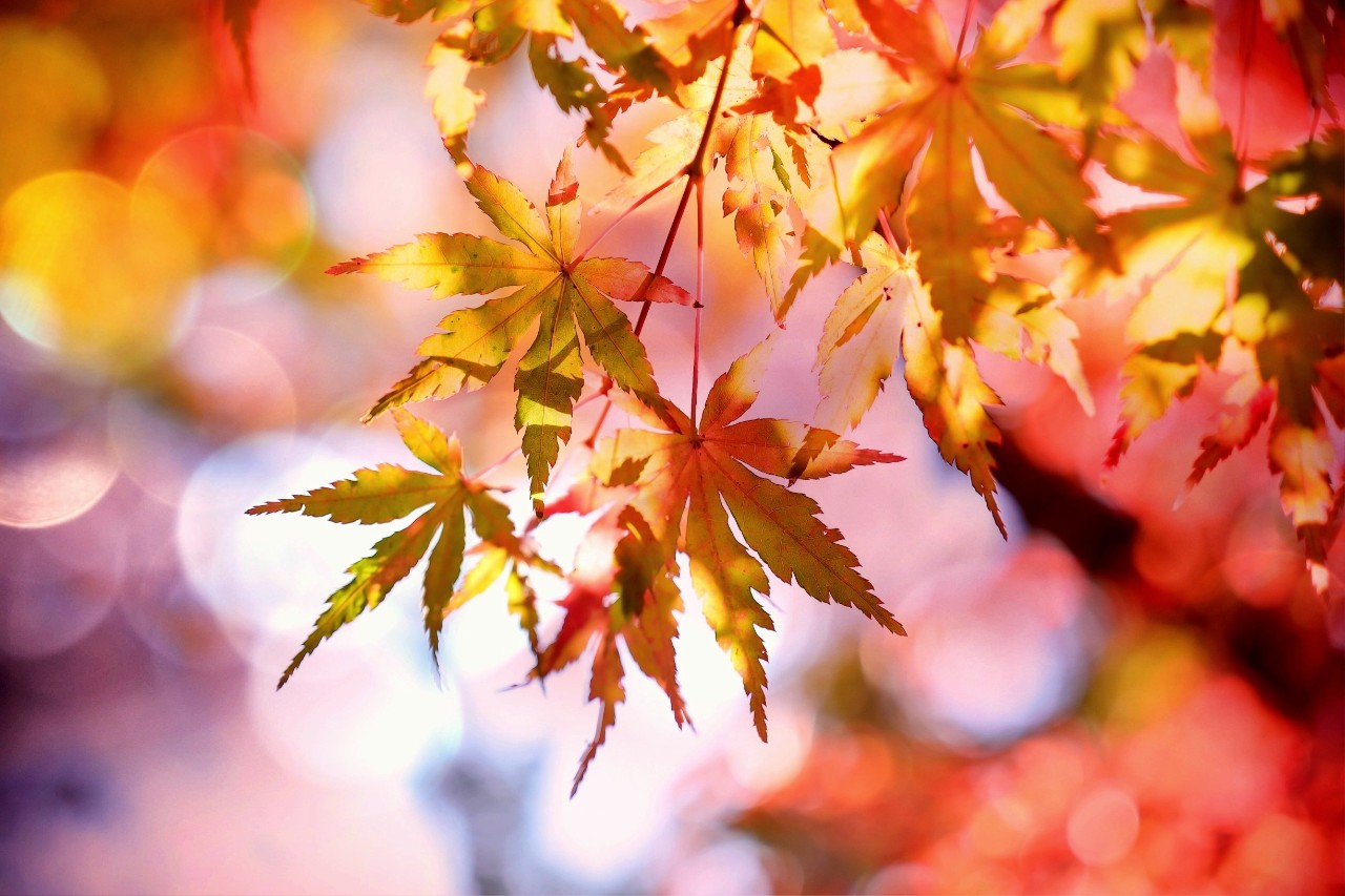 Photo of autumn leaves