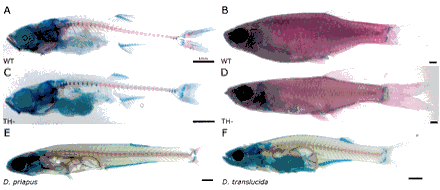 Photo of figure from article