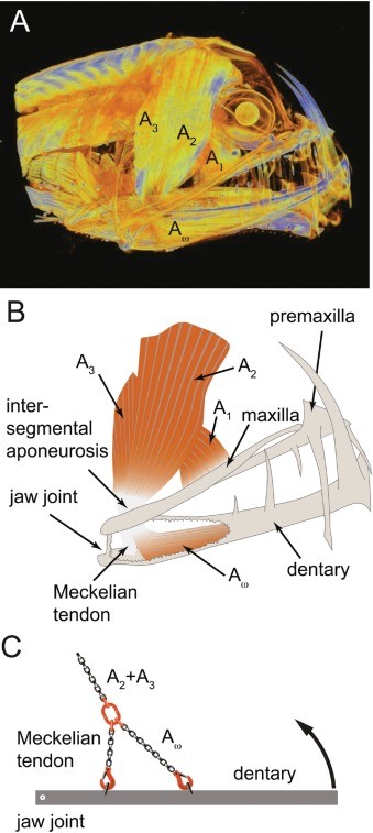Photo of figure from article