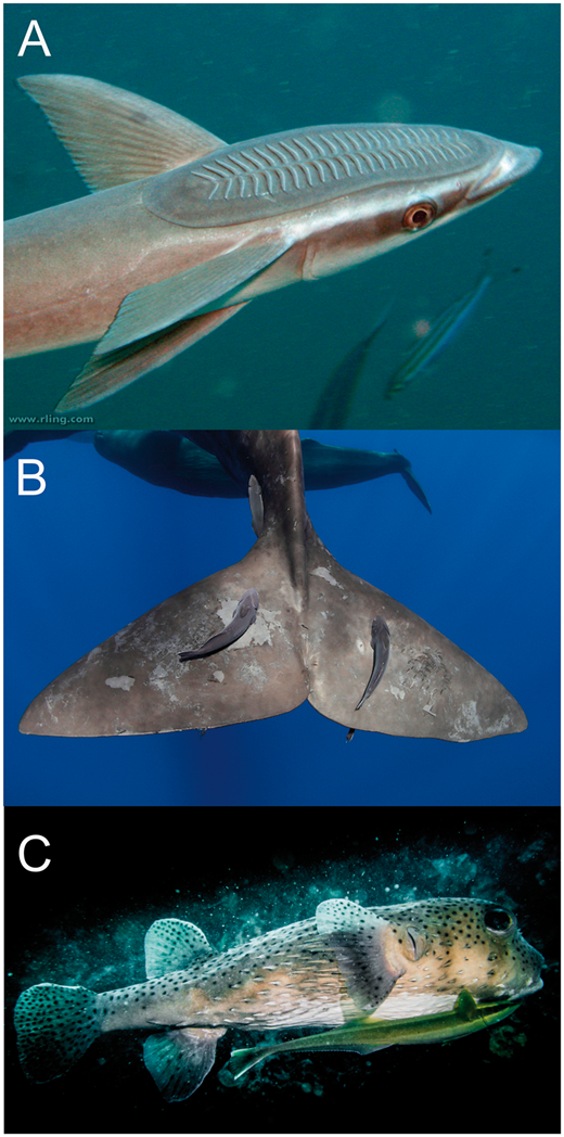 Photo of figure from article