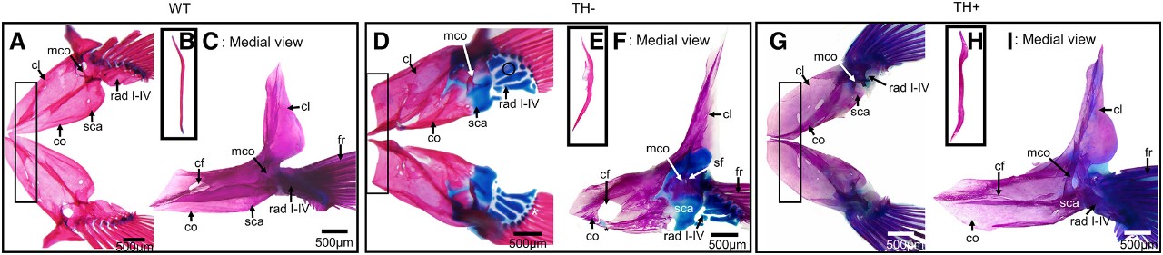 Photo of figure from article