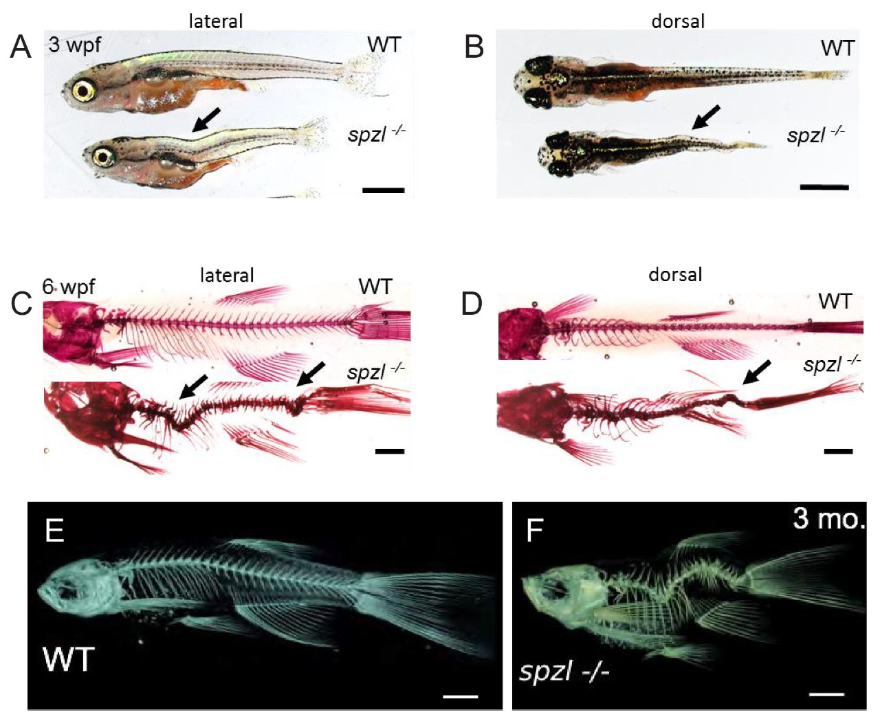 Photo of figure from article