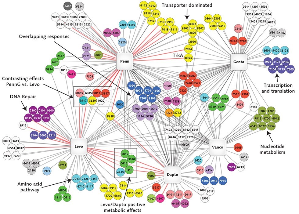 Photo of map of interactions of the genes of the potentially deadly bacterium Streptococcus pneumoniae with five antibiotics.