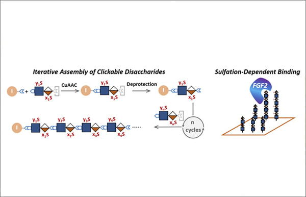 “Clickable Disaccharides” Lead to Efficient Assembly of Glycomimetics