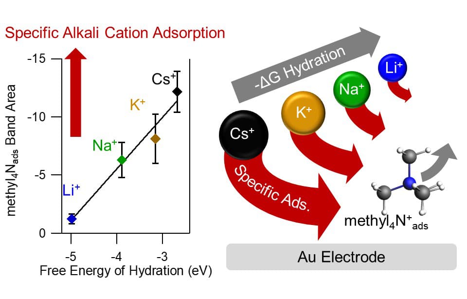 Correlating hydration free energy and specific adsorption of alkali metal cations during CO2 electroreduction on Au