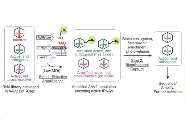 Correlating hydration free energy and specific adsorption of alkali metal cations during CO2 electroreduction on Au